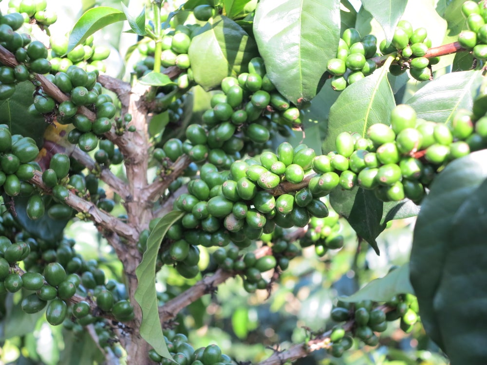 Mexico Rio Blanco Sugarcane Decaf