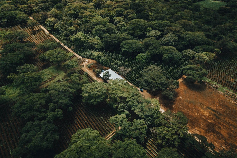 Mexico Rio Blanco Sugarcane Decaf