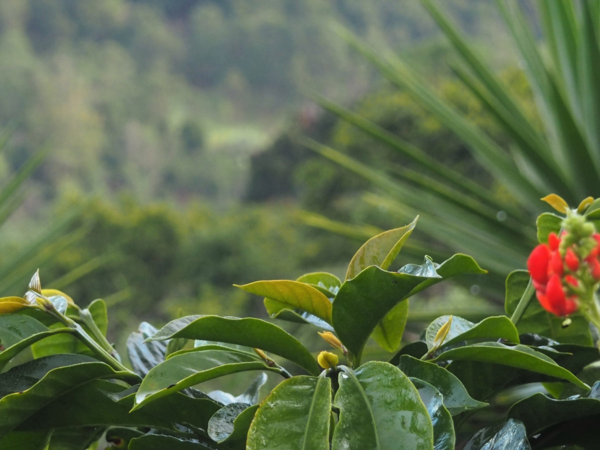 Rwanda Dukunde Kawa Nkara