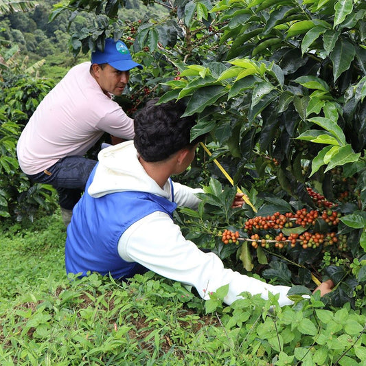 Colombia - ASOSPAC FTO