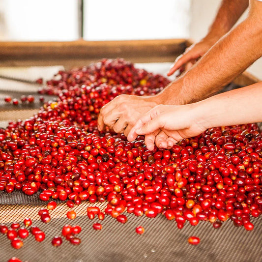 Ethiopia - Anbessa Organic Reserve Natural