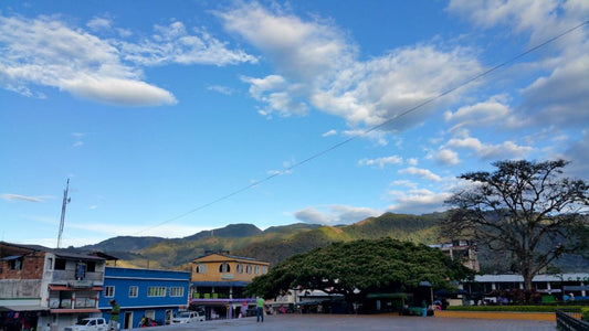 Colombia - Planadas Organic Green