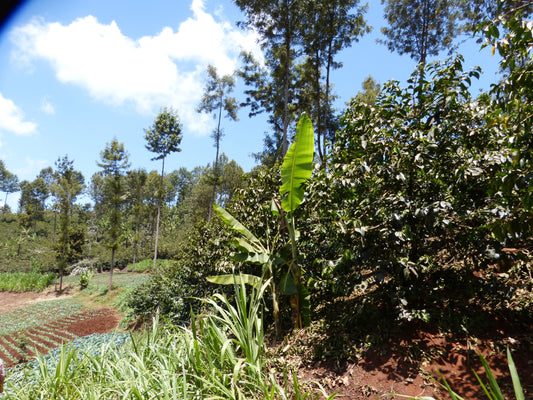 Kenya Kiamacora Espresso Roast